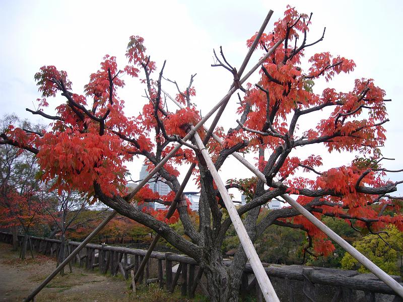 foto_20081109_1441_03.jpg - [de]Abstützung oder Absperrung?[en]Is this meant to be a supporting structure or barrier?