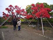 foto_20081109_1441_01