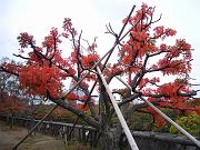 foto_20081109_1441_03