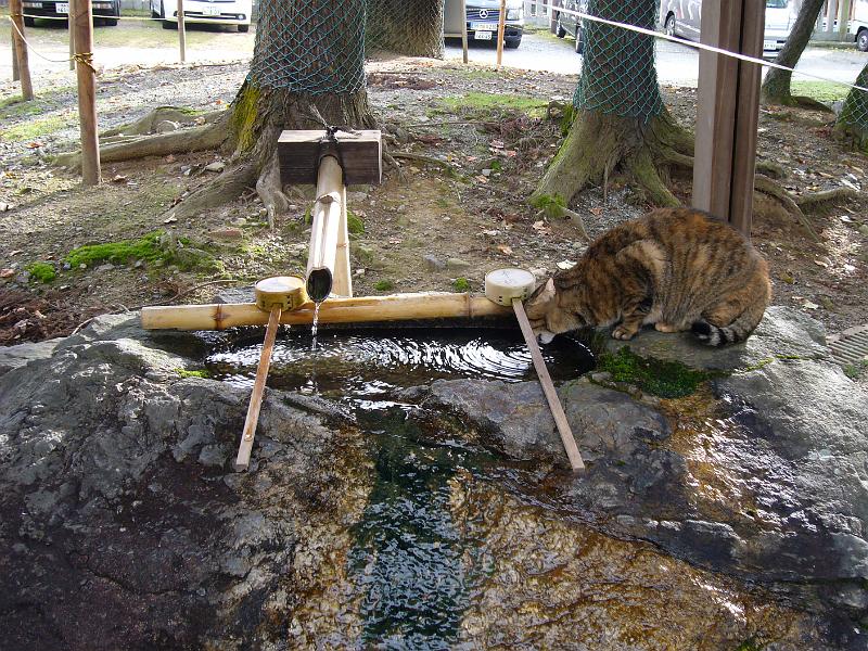 foto_20081111_0928_01.jpg - [de]Eigentlich sollen sich die Besucher hier reinigen.[en]This is supposed to be used by visitors and not by cats.