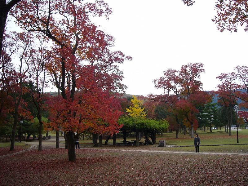 foto_20081111_0938_01.jpg - [de]Schöne Herbstfärbung.[en]Nice autumn leafs can be found in Nara as well.