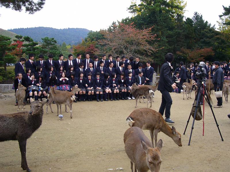 foto_20081111_0943_01.jpg - [de]Klassenfoto in Nara.[en]Group picture - of the pupils, not the deers.