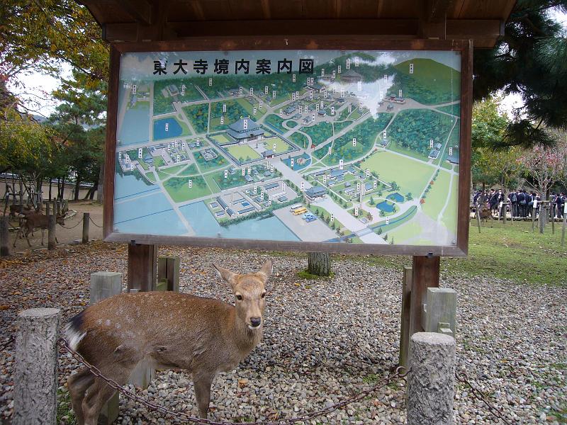 foto_20081111_0945_01.jpg - [de]Und wieder mal: Rehe.[en]And another deer showing us the way.