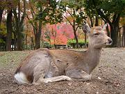 foto_20081111_0936_01