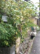 foto_20081111_1213_03