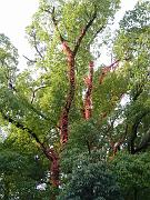 foto_20081111_1510_02