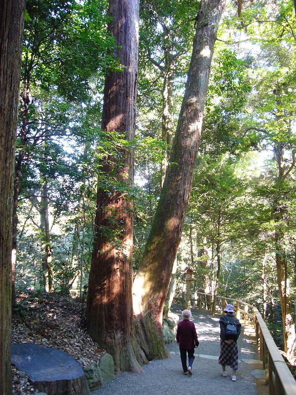 foto_20081112_1124_01.jpg - [de]Ein schönes Baumpaar.[en]Two nice tree twins.