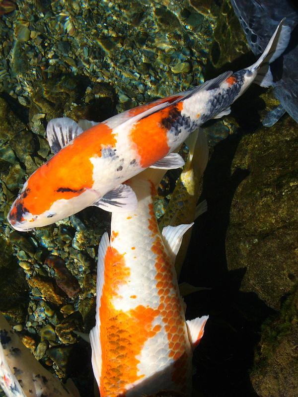 foto_20081112_1252_02.jpg - [de]Schöne Kois im Fluss am Schrein.[en]The river along the shrine has some nice kois.