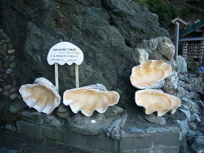 foto_20081112_1525_02.jpg - [de]Hier scheint es riesige Muscheln zu geben.[en]These impressive sea shells were found in the local seas.