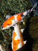 foto_20081112_1252_02