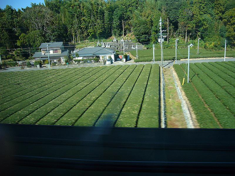 foto_20081113_1107_01.jpg - [de]Die Ventilatoren verhindern, dass der Tee erfriert.[en]The fans are used to prevent freezing of the tea plants.