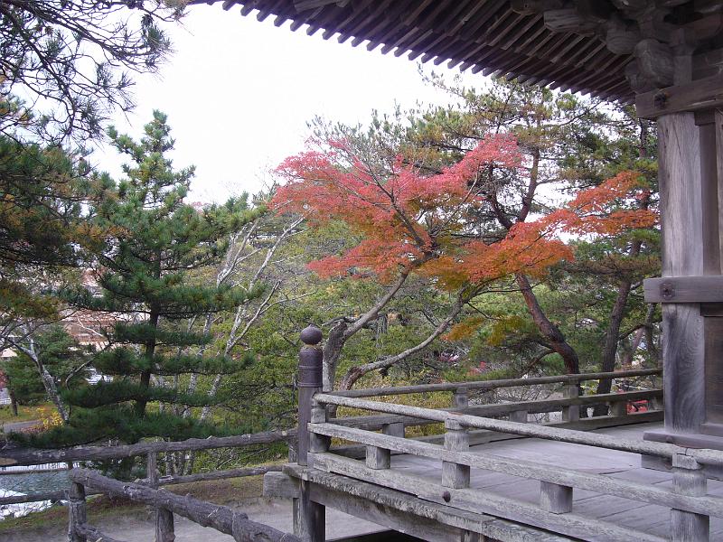 foto_20081115_1511_02.jpg - [de]Und wie überall ganz tolle Bäume.[en]So many great trees can be seen here.