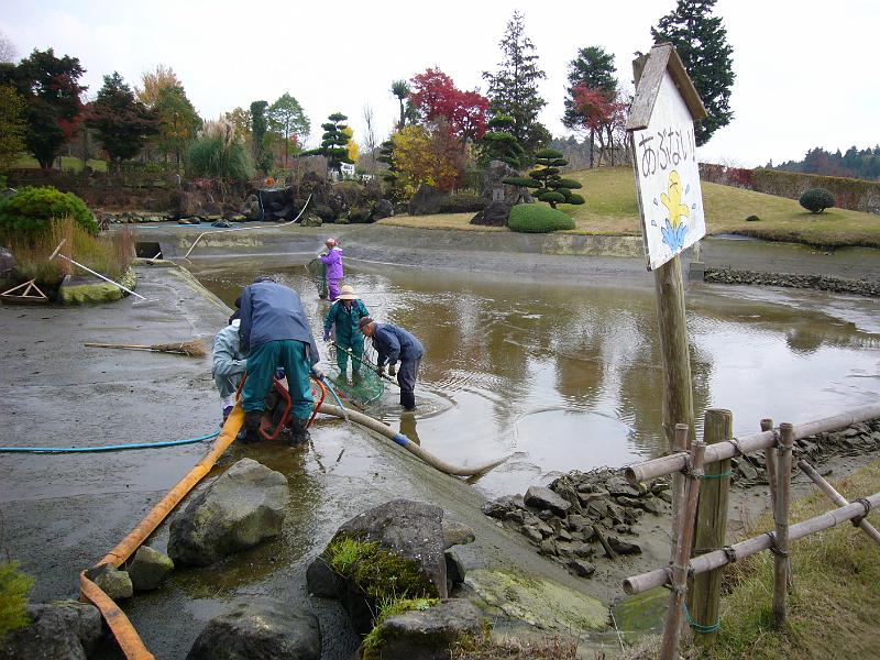 foto_20081118_1254_02.jpg - [de]Der Karpfenteich wird gerade gereinigt.[en]All the Kois and other fishes have to be removed in order to clean the pond.