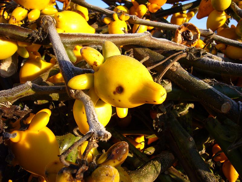 foto_20081121_0713_02.jpg - [de]Lustige Schmuckpflanzen gibt es hier, die hier sieht aus wie eine Giraffe.[en]Interesting plants can be found here, that one looks like a giraffe.