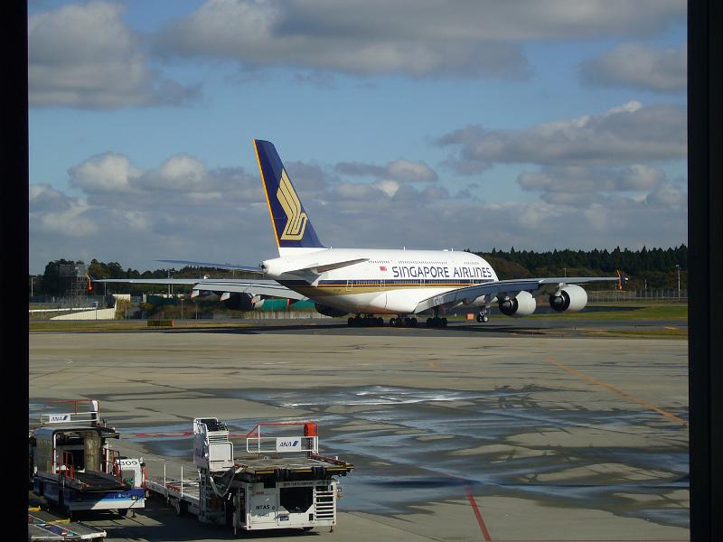 foto_20081125_1133_03.jpg - [de]Ein richtig grosser Vogel.[en]This is really a big bird.