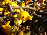 foto_20081121_0713_02